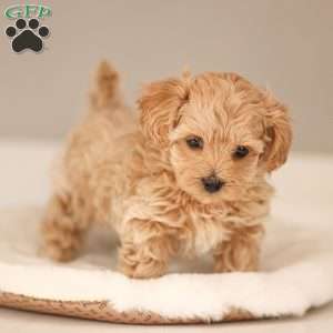 Luca, Maltipoo Puppy